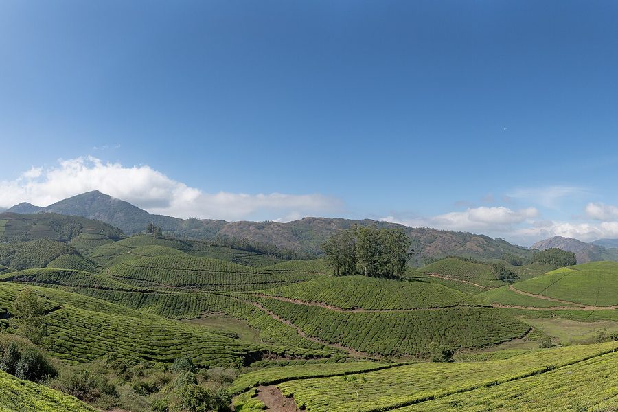 Kochi to Munnar