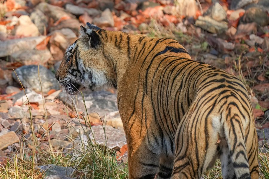Ranthambore Safari