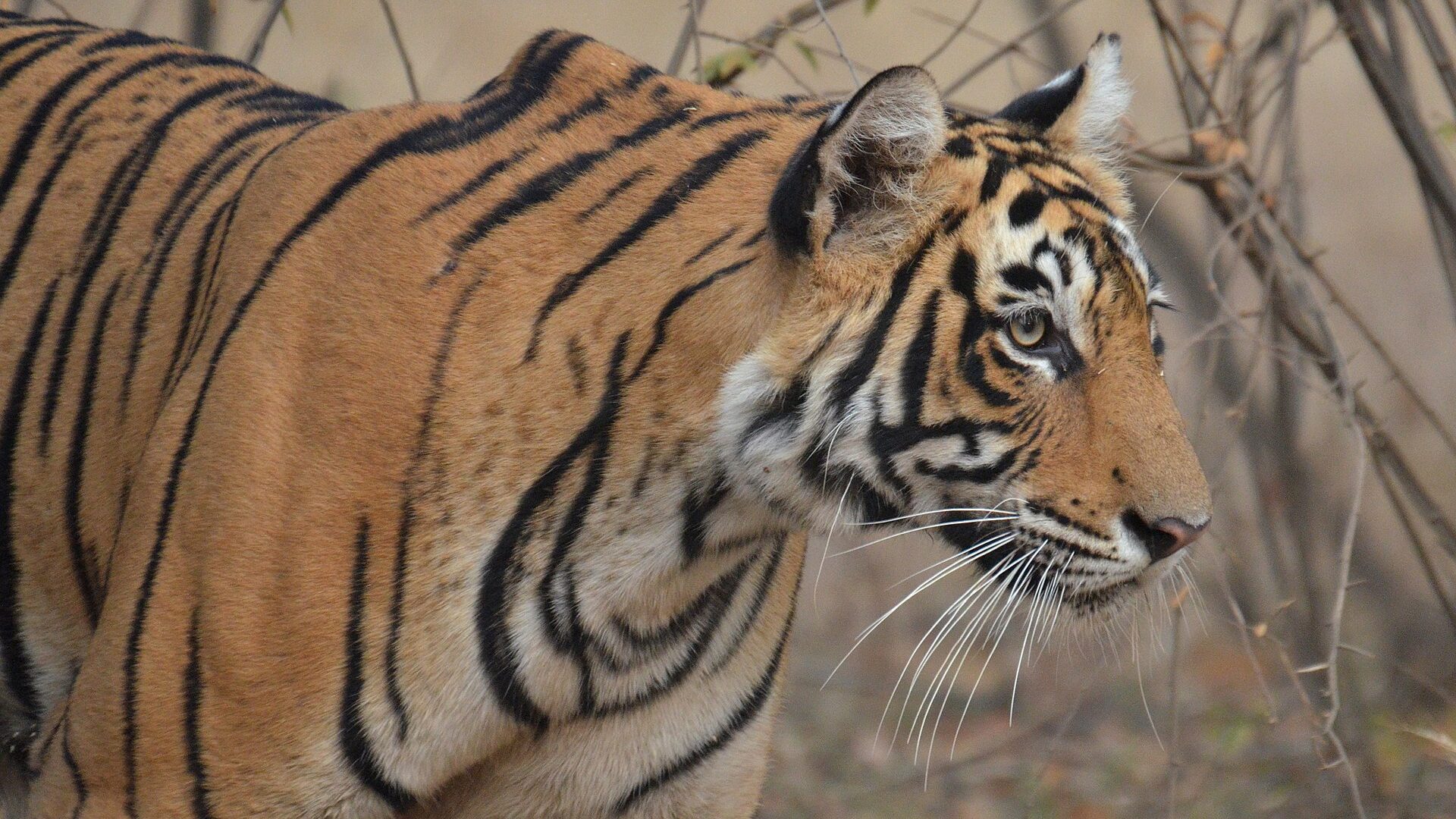 Golden Triangle & Roaring Ranthambhore