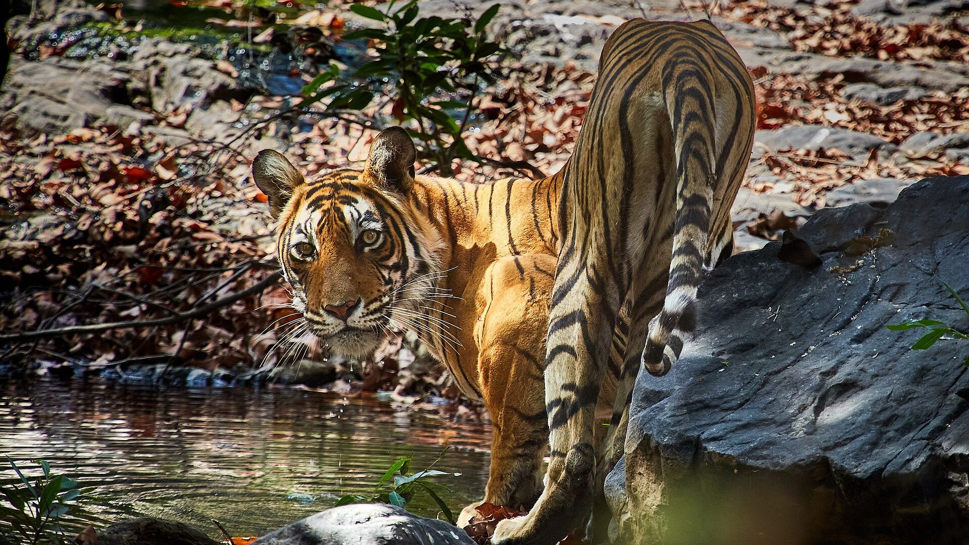 Golden Triangle & Roaring Ranthambhore