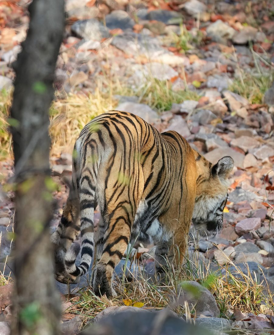 Golden Triangle & Roaring Ranthambhore