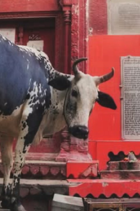 Cow resting by a red haveli doorway in Varanasi