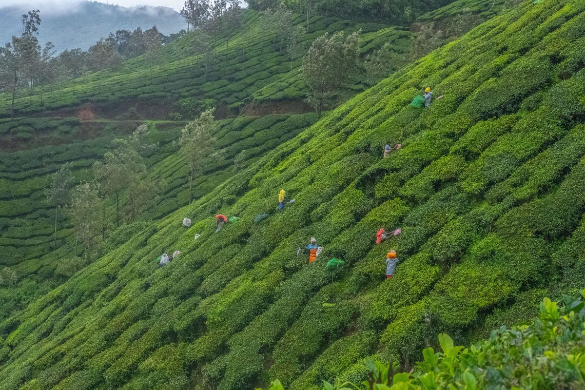 Plantation Treks & Highland Vistas