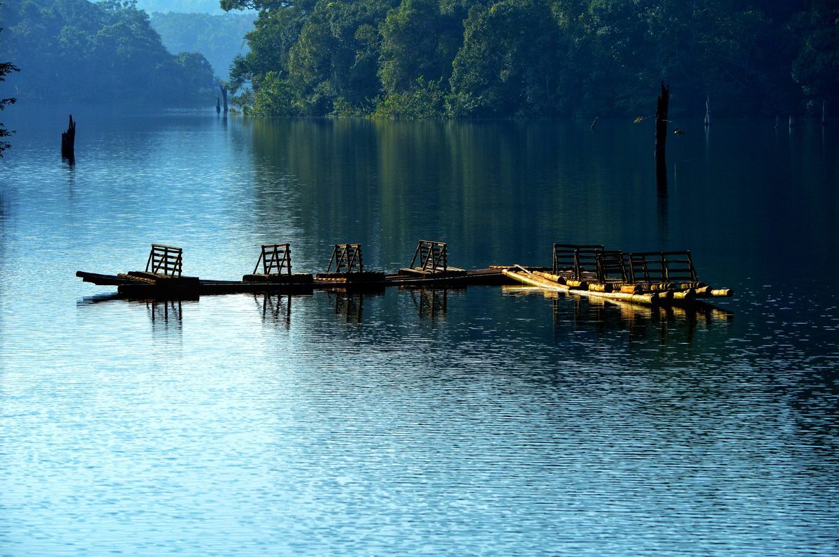 Journey to Periyar (Thekkady)