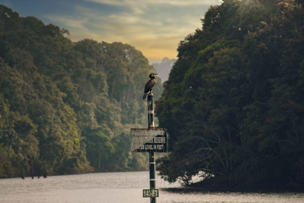 Jungle Trails & Cultural Traditions