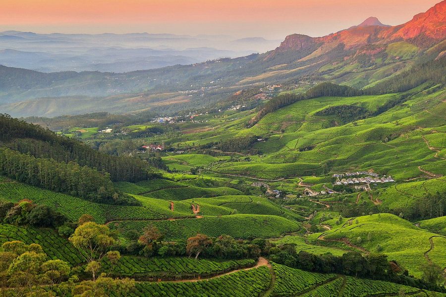 Tea Hills of Munnar